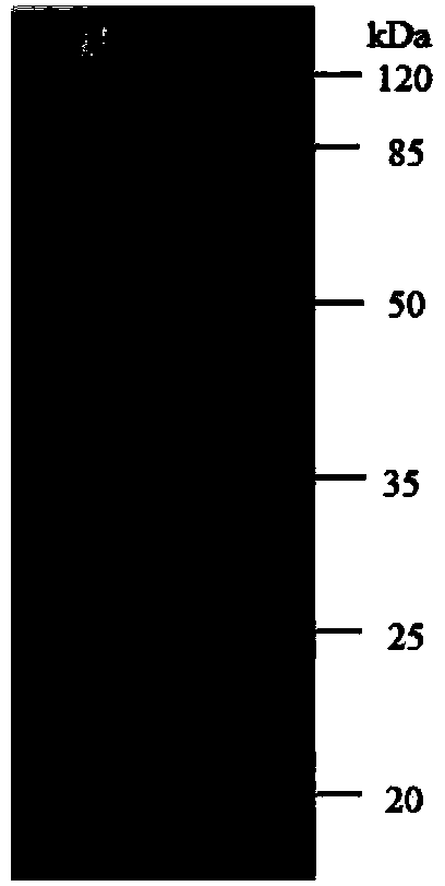 Carboxylesterase as well as coding gene and application thereof