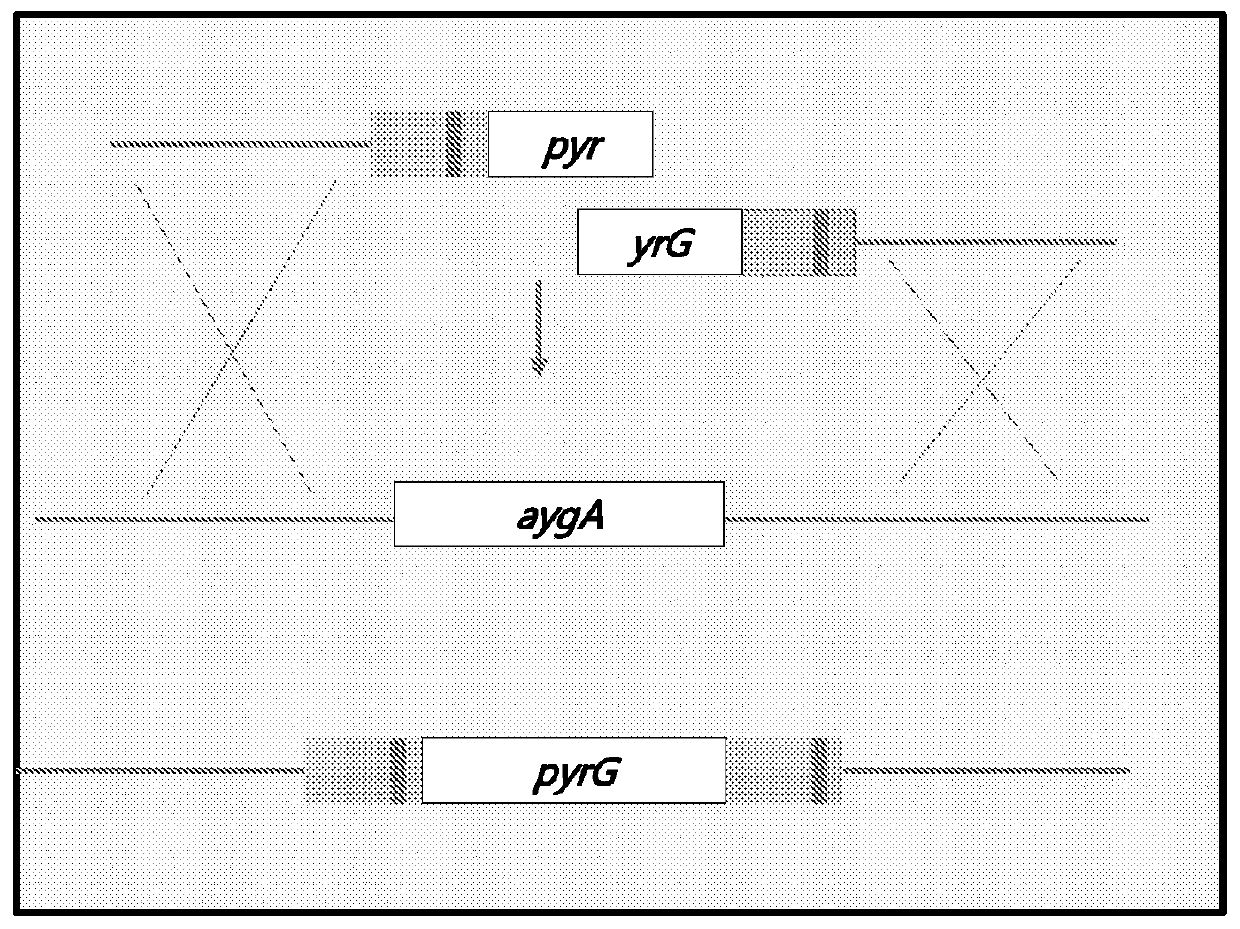 Htp genomic engineering platform for improving fungal strains