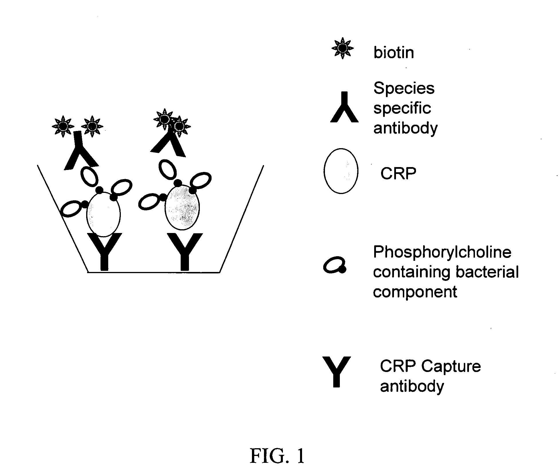 Assays for detecting pathogenic respiratory bacteria