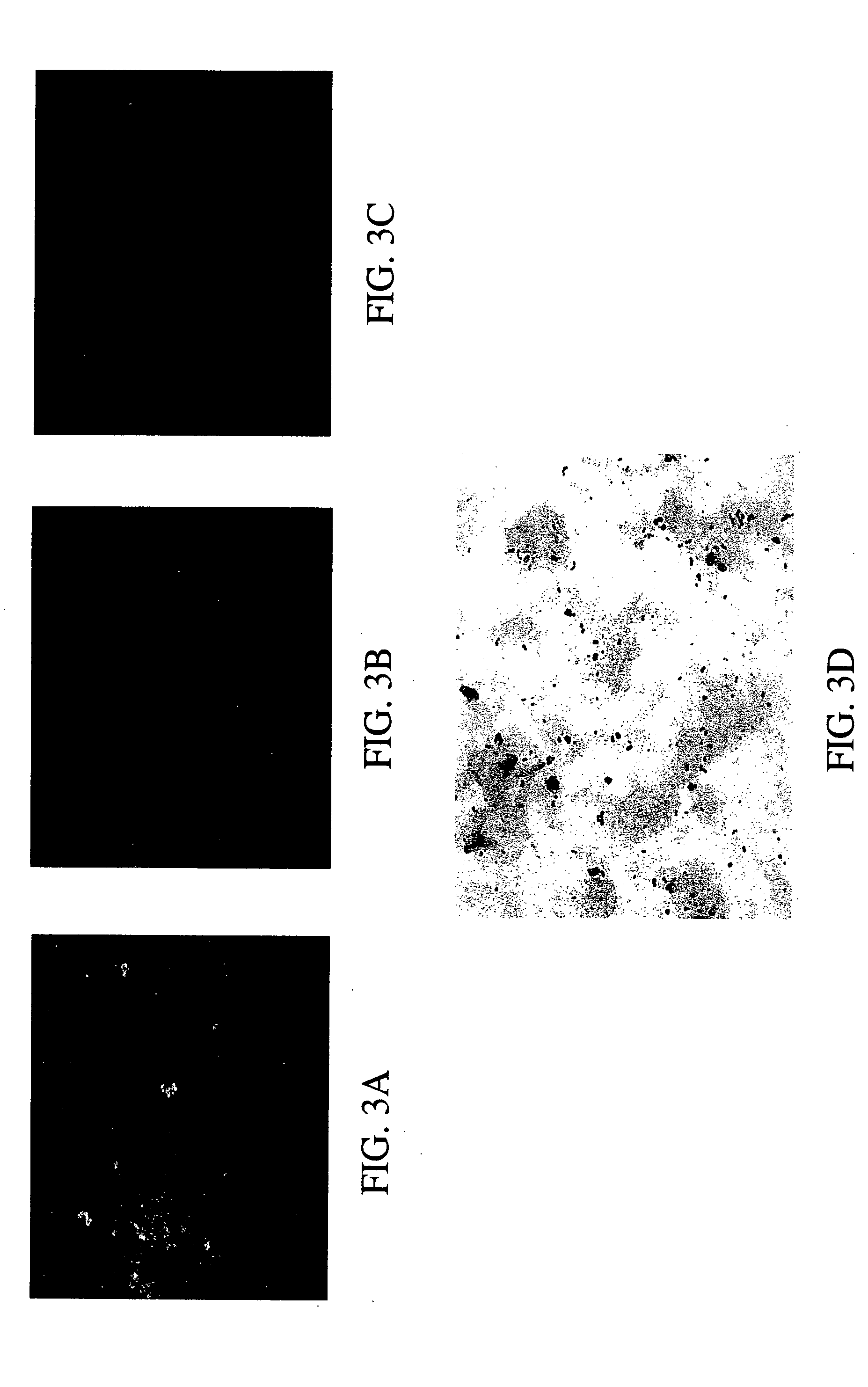 Assays for detecting pathogenic respiratory bacteria