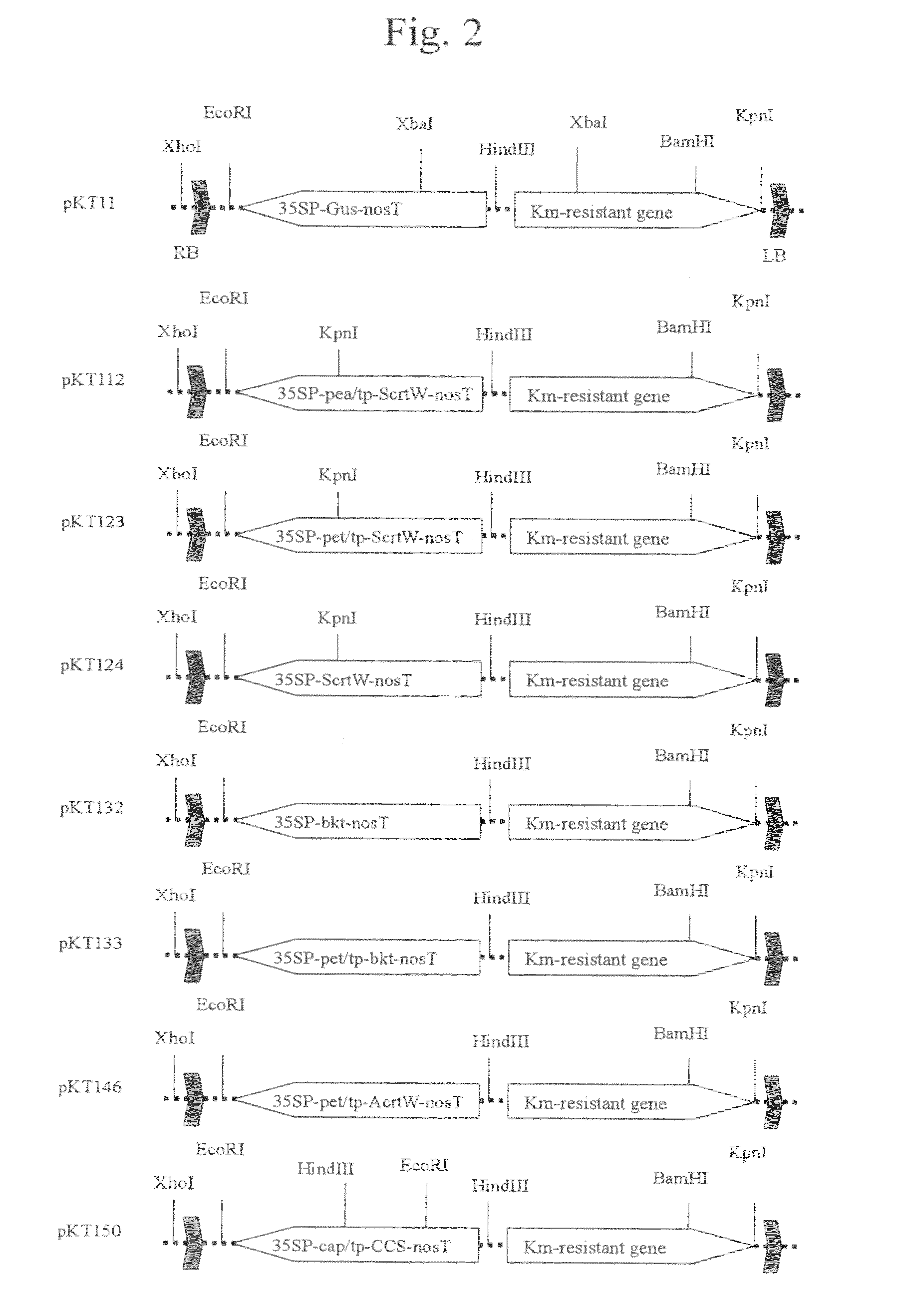 Peptide transporting to chromoplasts in petals and method of constructing plant having yellowish petals by using the same