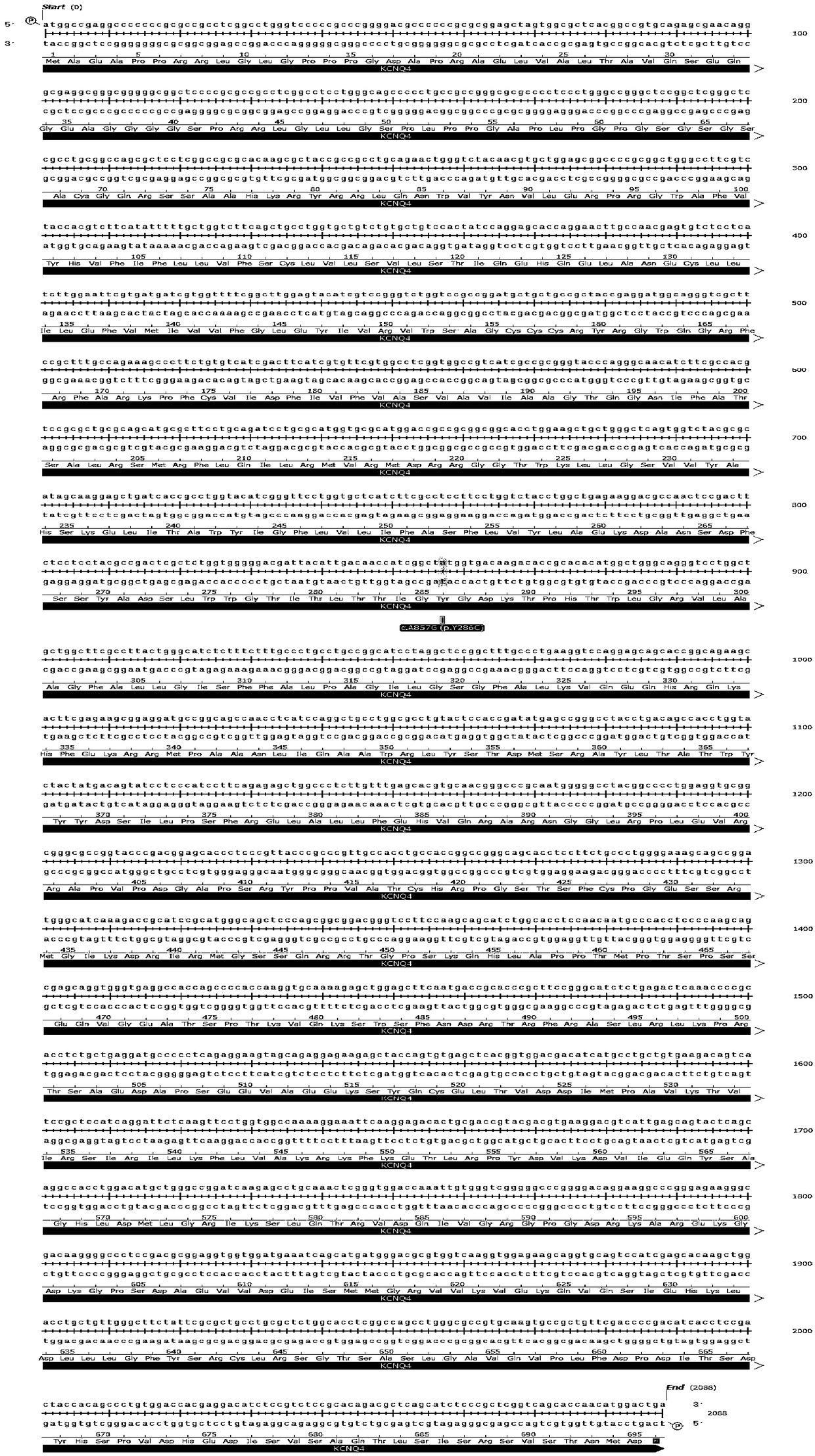 Non-syndromic autosomal dominant hereditary deafness pathogenic gene KCNQ4 mutation detection kit