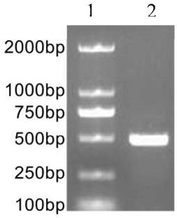 Non-syndromic autosomal dominant hereditary deafness pathogenic gene KCNQ4 mutation detection kit