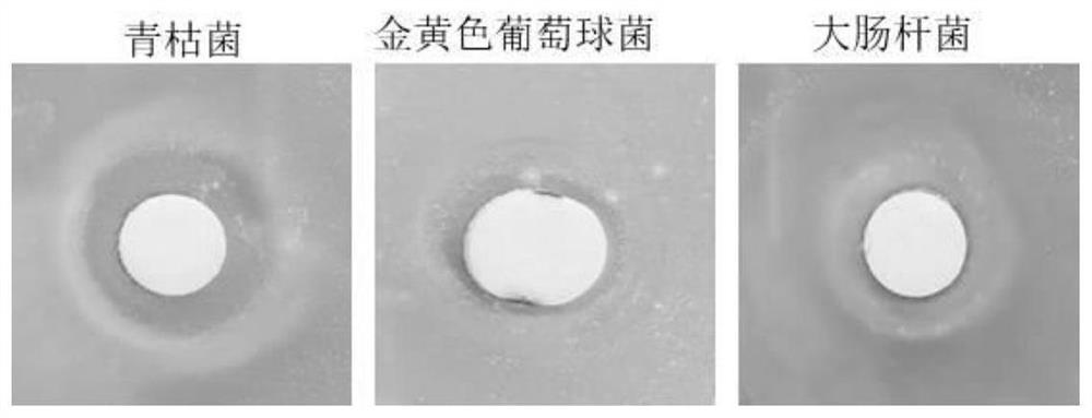 Bacillus and application thereof