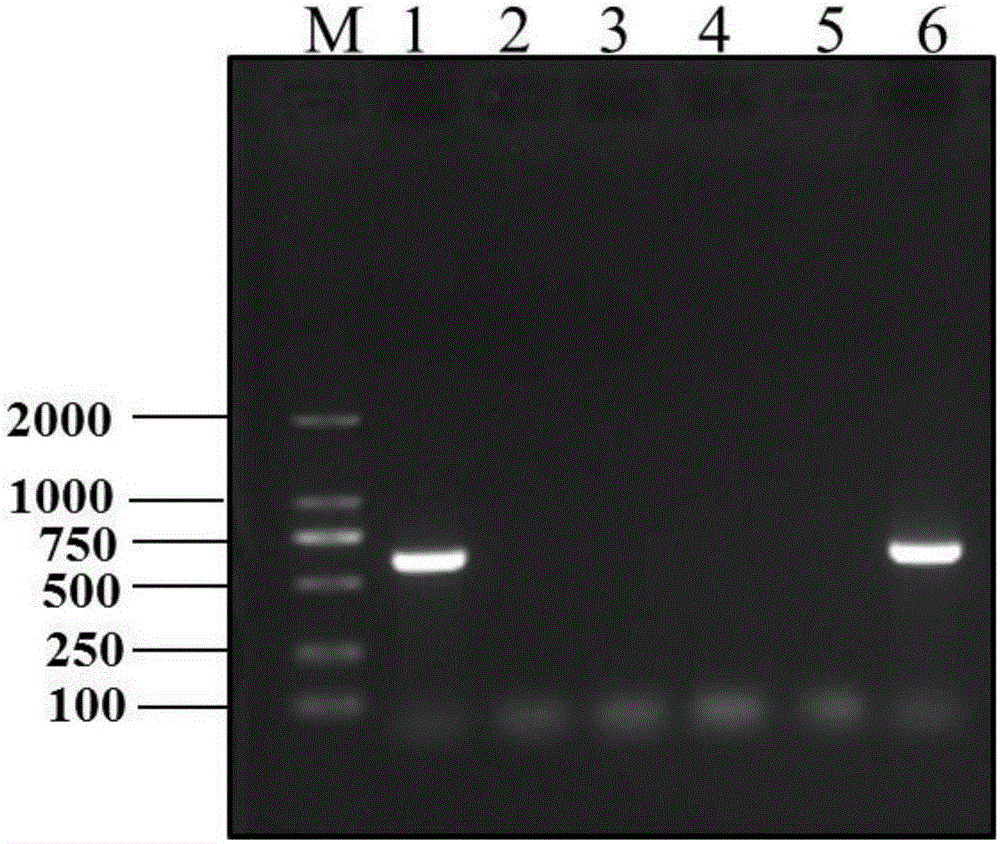 Primer, kit and method for detecting swine chlamydiosis