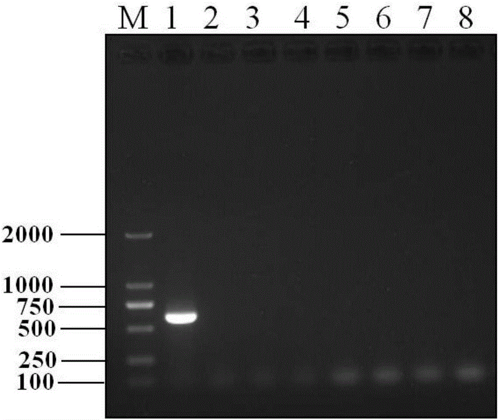 Primer, kit and method for detecting swine chlamydiosis