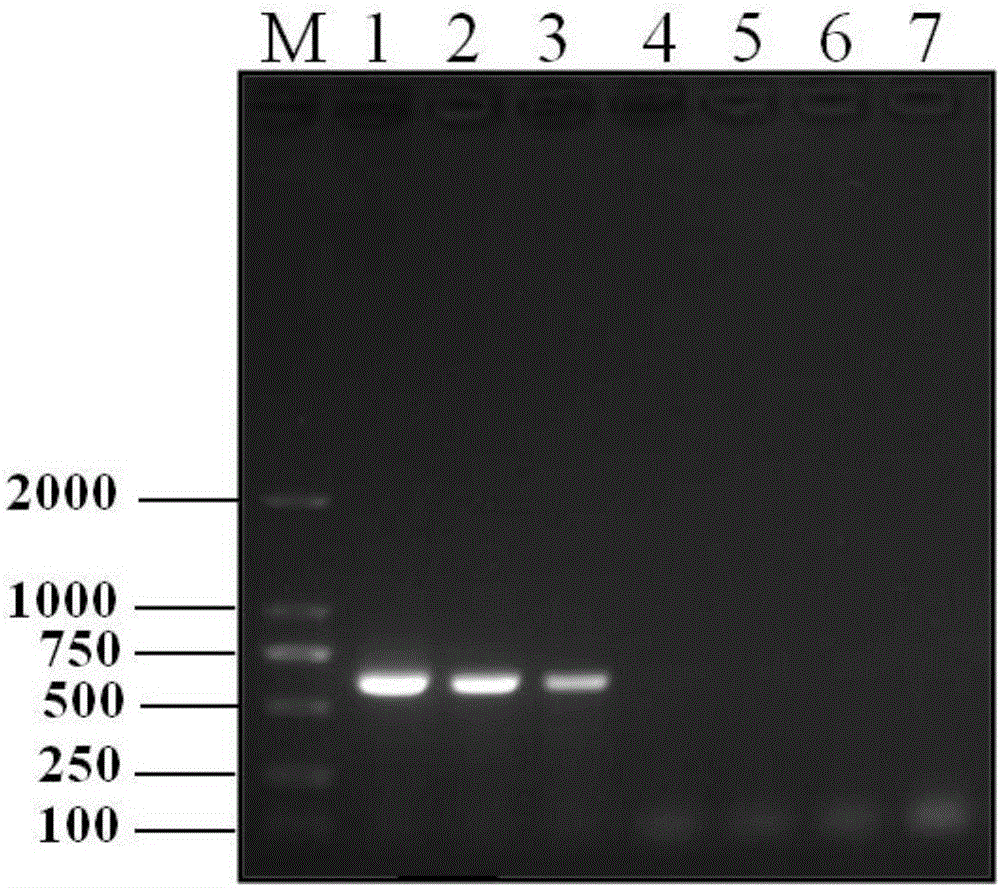 Primer, kit and method for detecting swine chlamydiosis