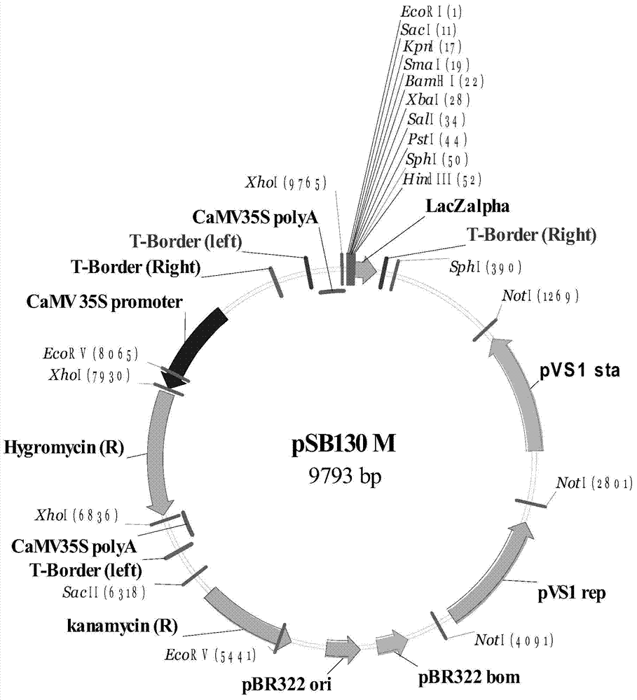 Construction method and application of rice engineering maintainer line