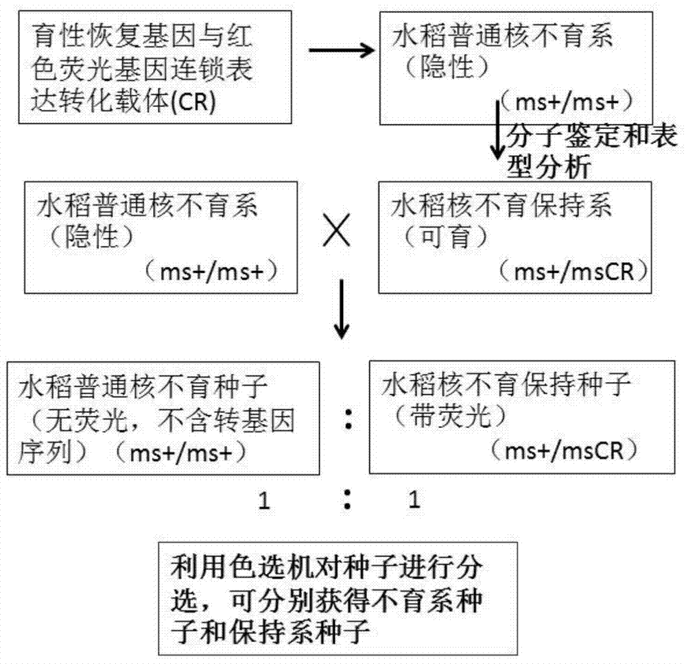 Construction method and application of rice engineering maintainer line