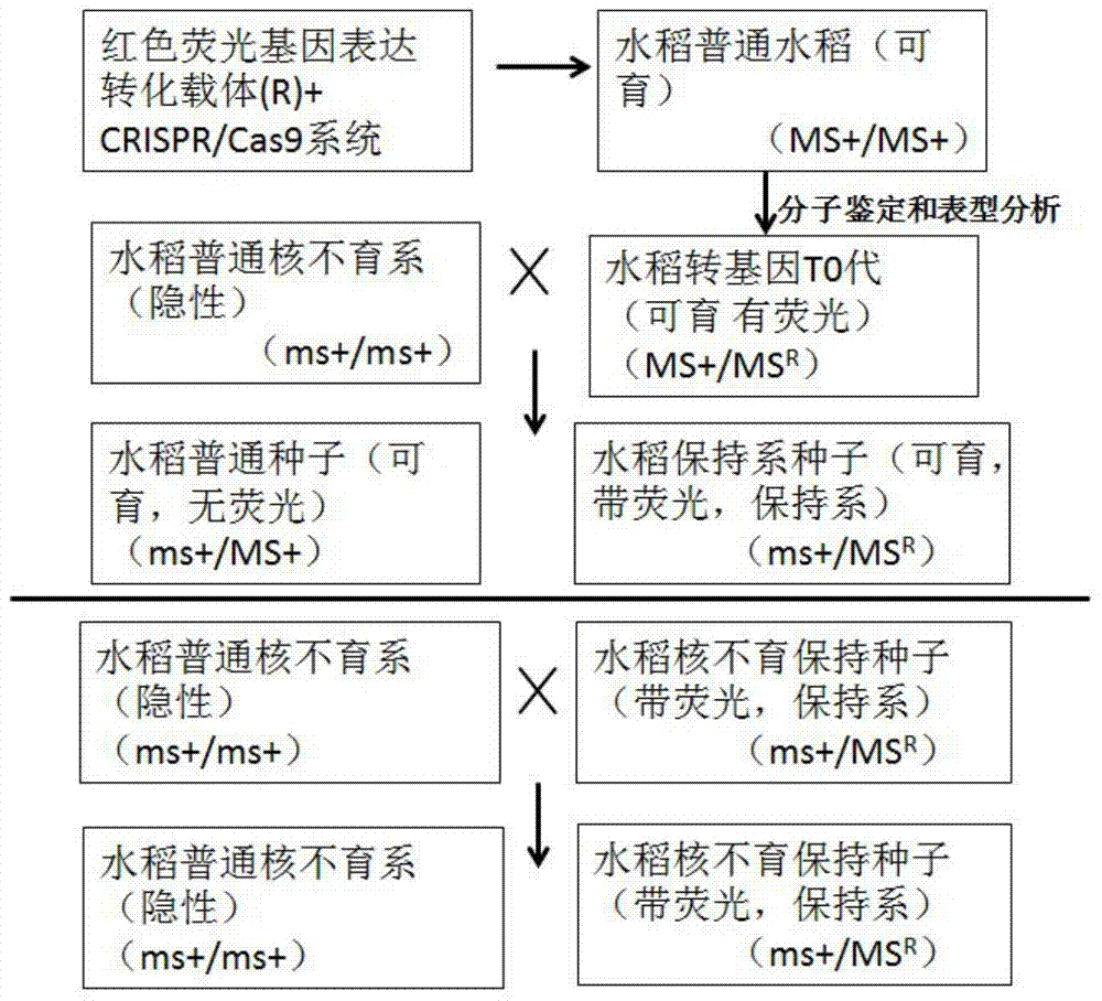 Construction method and application of rice engineering maintainer line