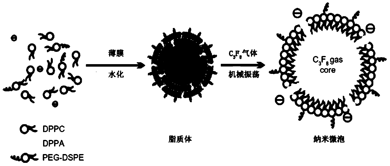 Targeted nano-microbubbles for detection of small cell lung cancer, preparation method and application thereof