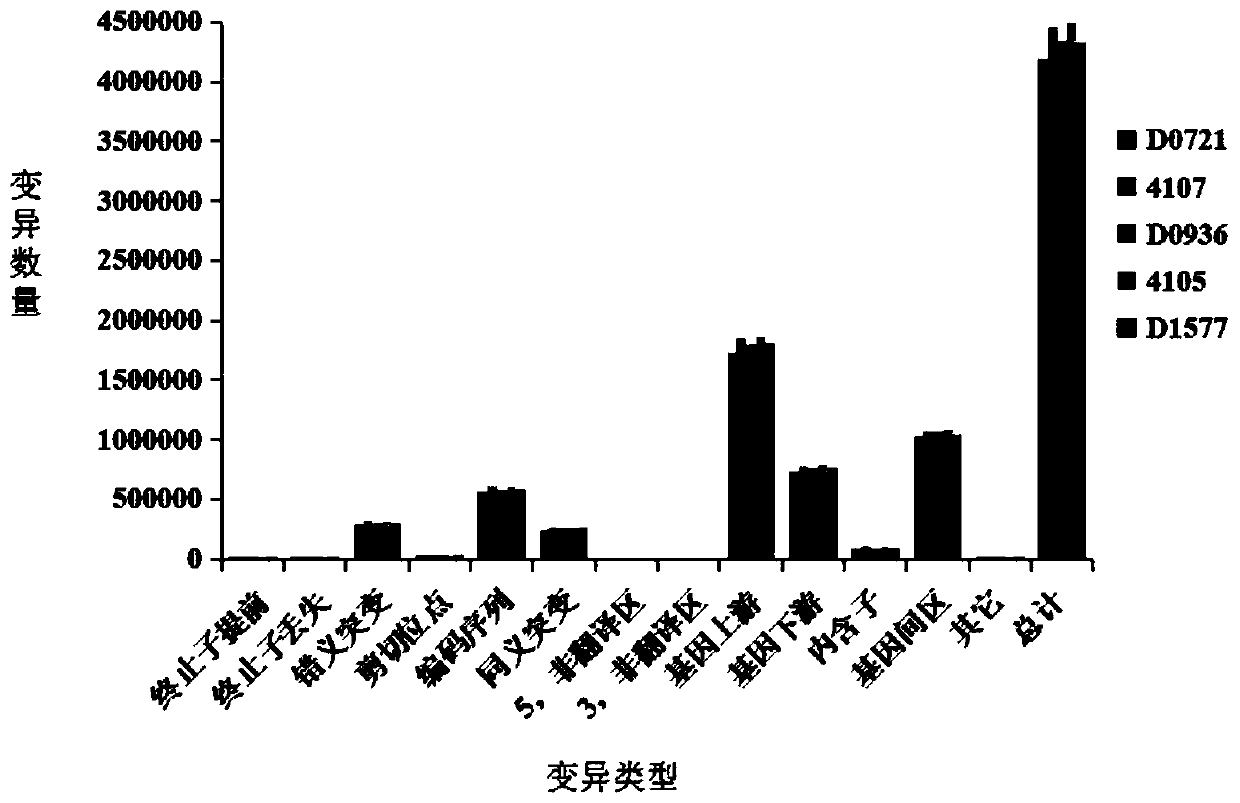 Brassica napus wax powder gene positioning method based on whole genome resequencing