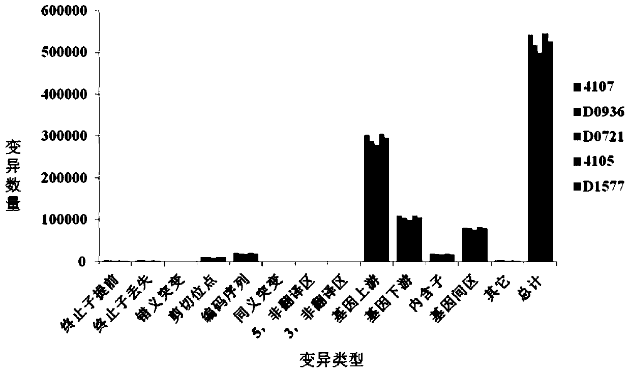 Brassica napus wax powder gene positioning method based on whole genome resequencing