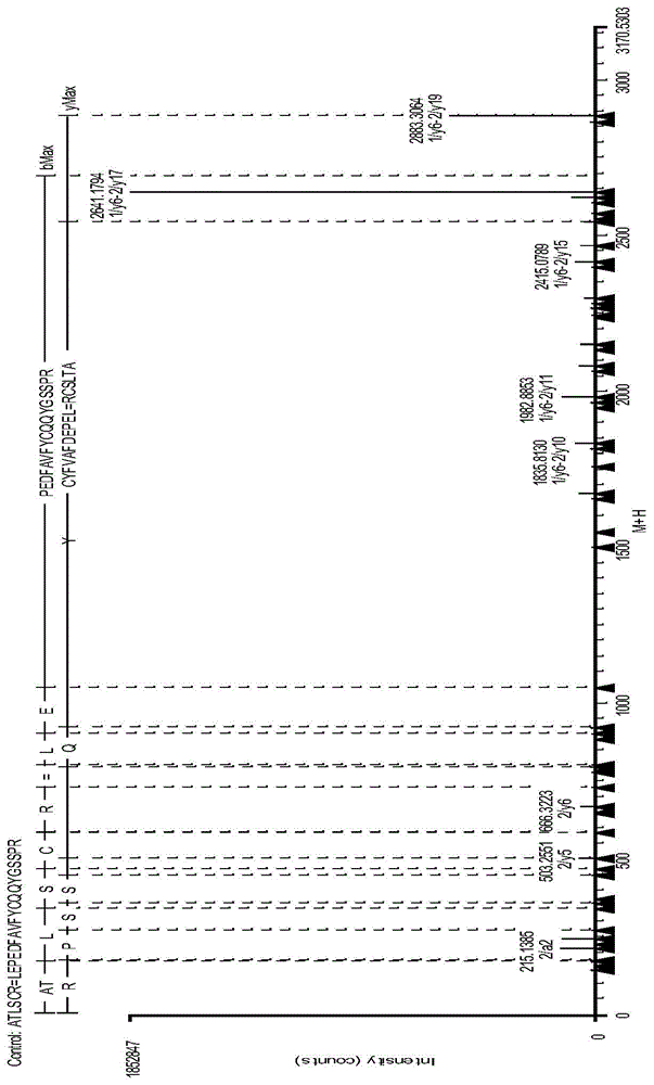 IgG2 type monoclonal antibody disulfide bond pairing analysis method