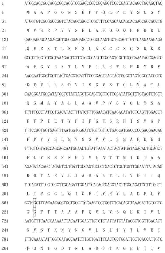 Kit for detecting SLC26A4 gene c.665G&gt;T mutation