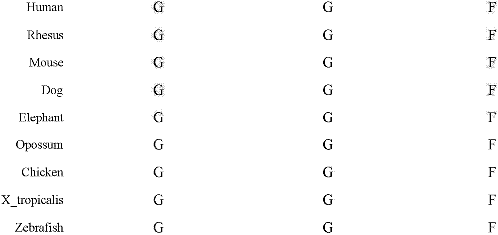 Kit for detecting SLC26A4 gene c.665G&gt;T mutation