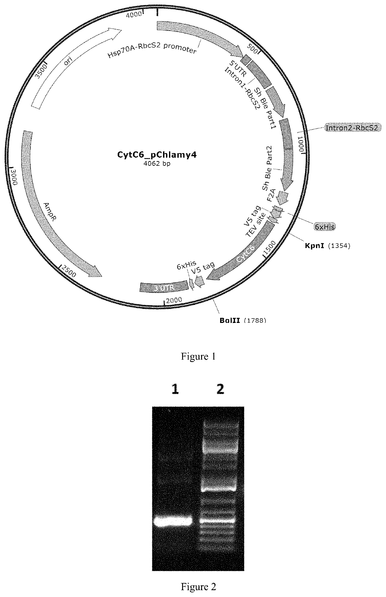 Genetically modified alga, sequences and methods thereof