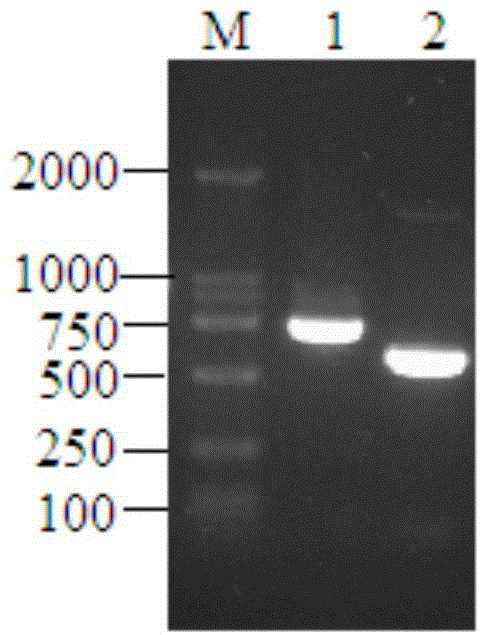 Esters, genes, vectors, engineering bacteria and applications derived from Thermomyces lanuginosus