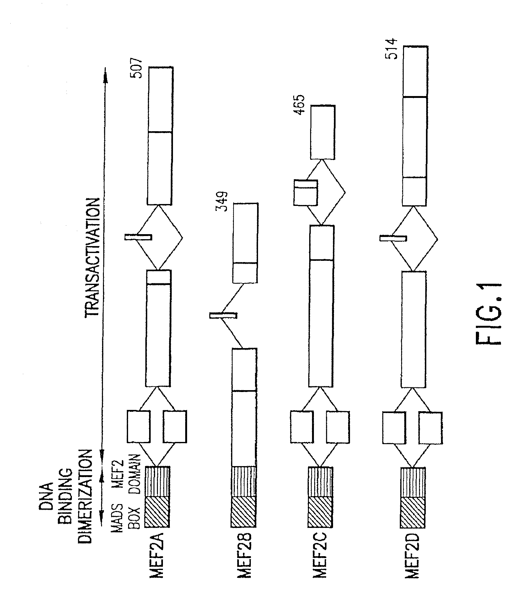 Methods and compositions relating to HDAC 4 and 5 regulation of cardiac gene expression