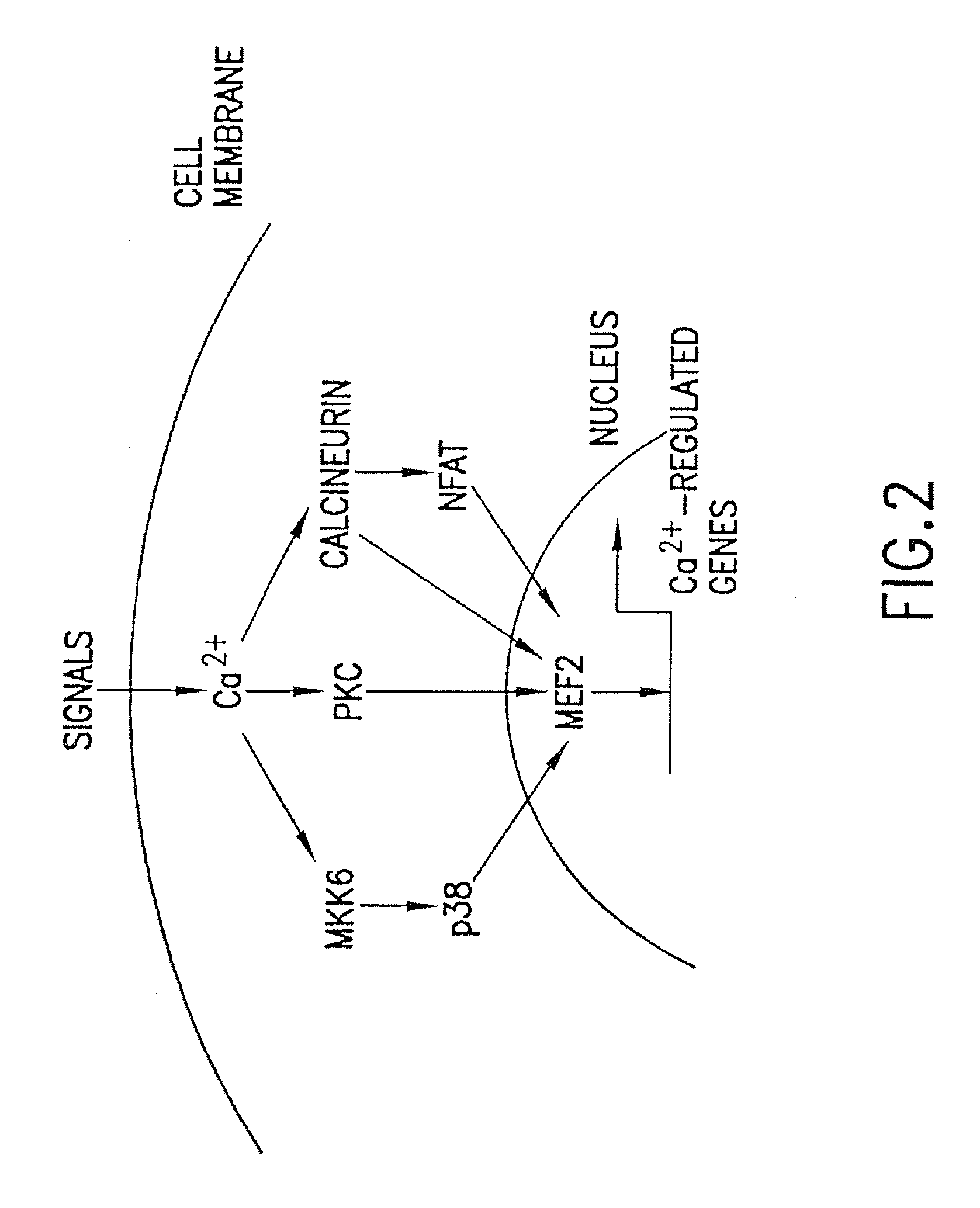 Methods and compositions relating to HDAC 4 and 5 regulation of cardiac gene expression