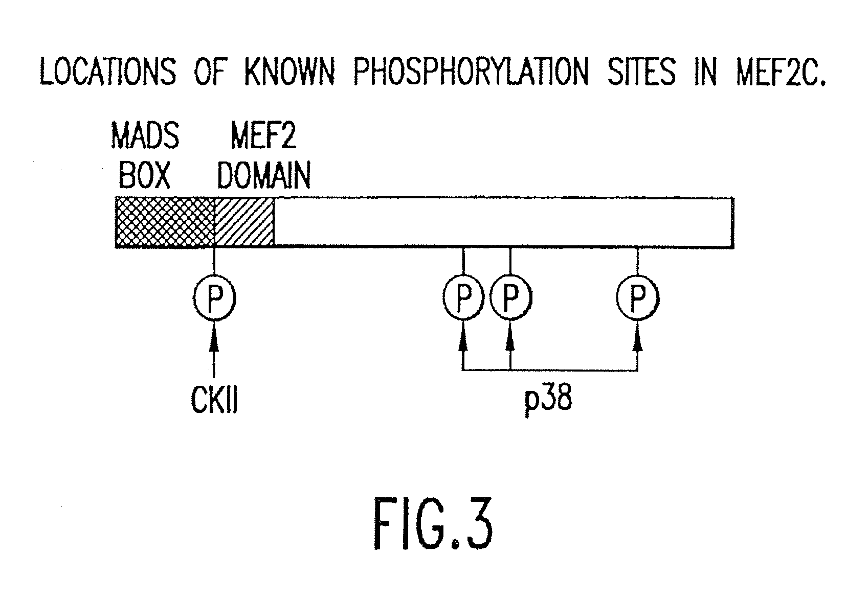 Methods and compositions relating to HDAC 4 and 5 regulation of cardiac gene expression