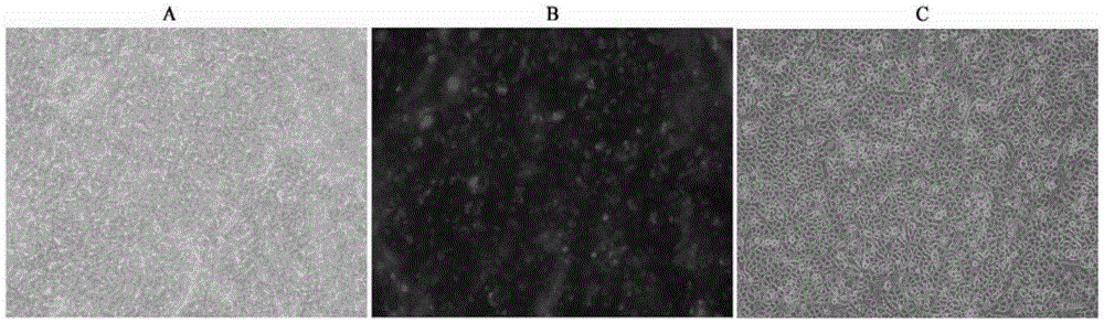 Organotype artificial skin, preparation method and application thereof