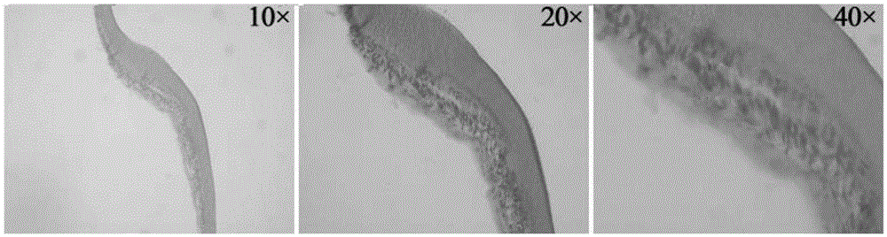 Organotype artificial skin, preparation method and application thereof