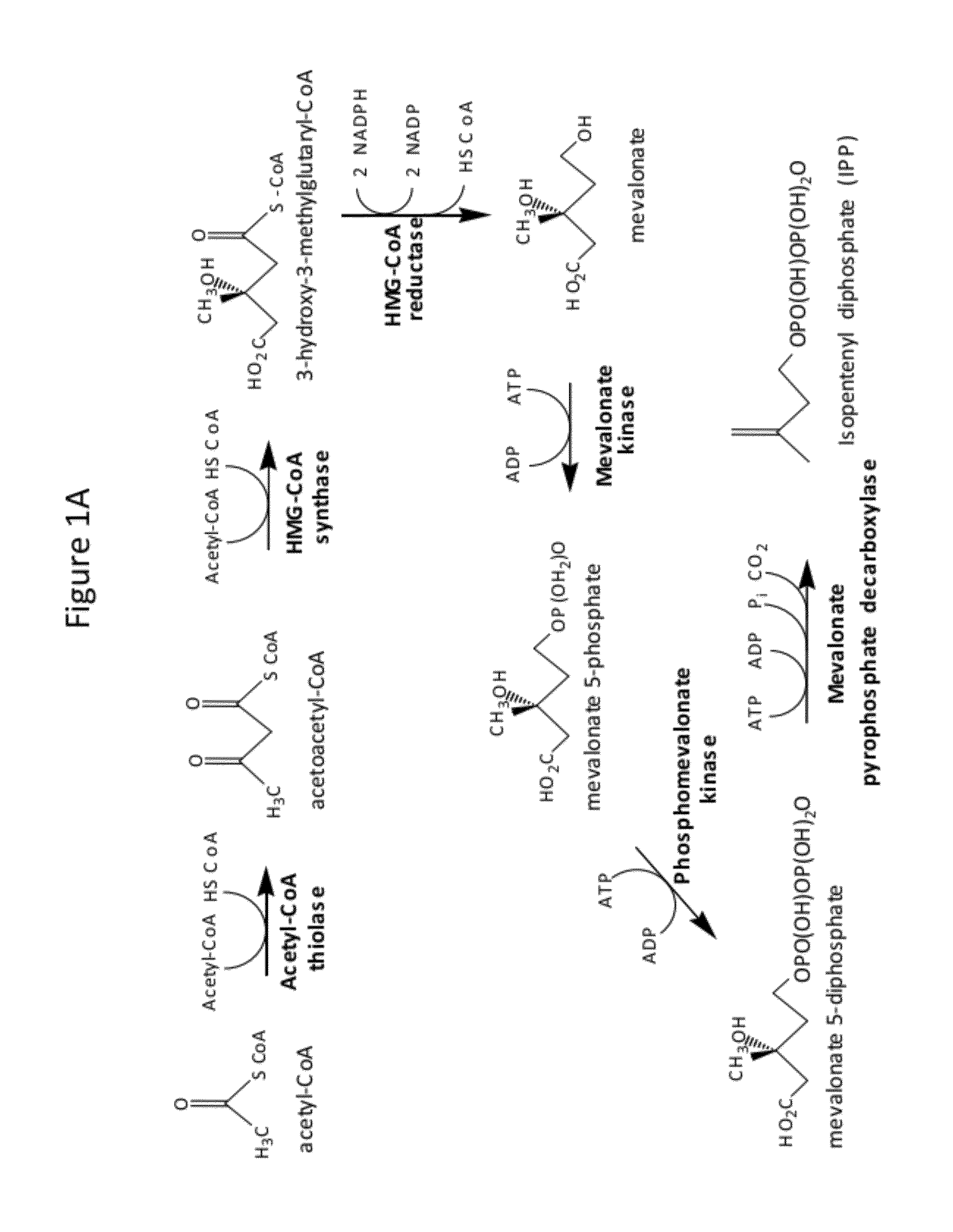 Gel-encapsulated microcolony screening