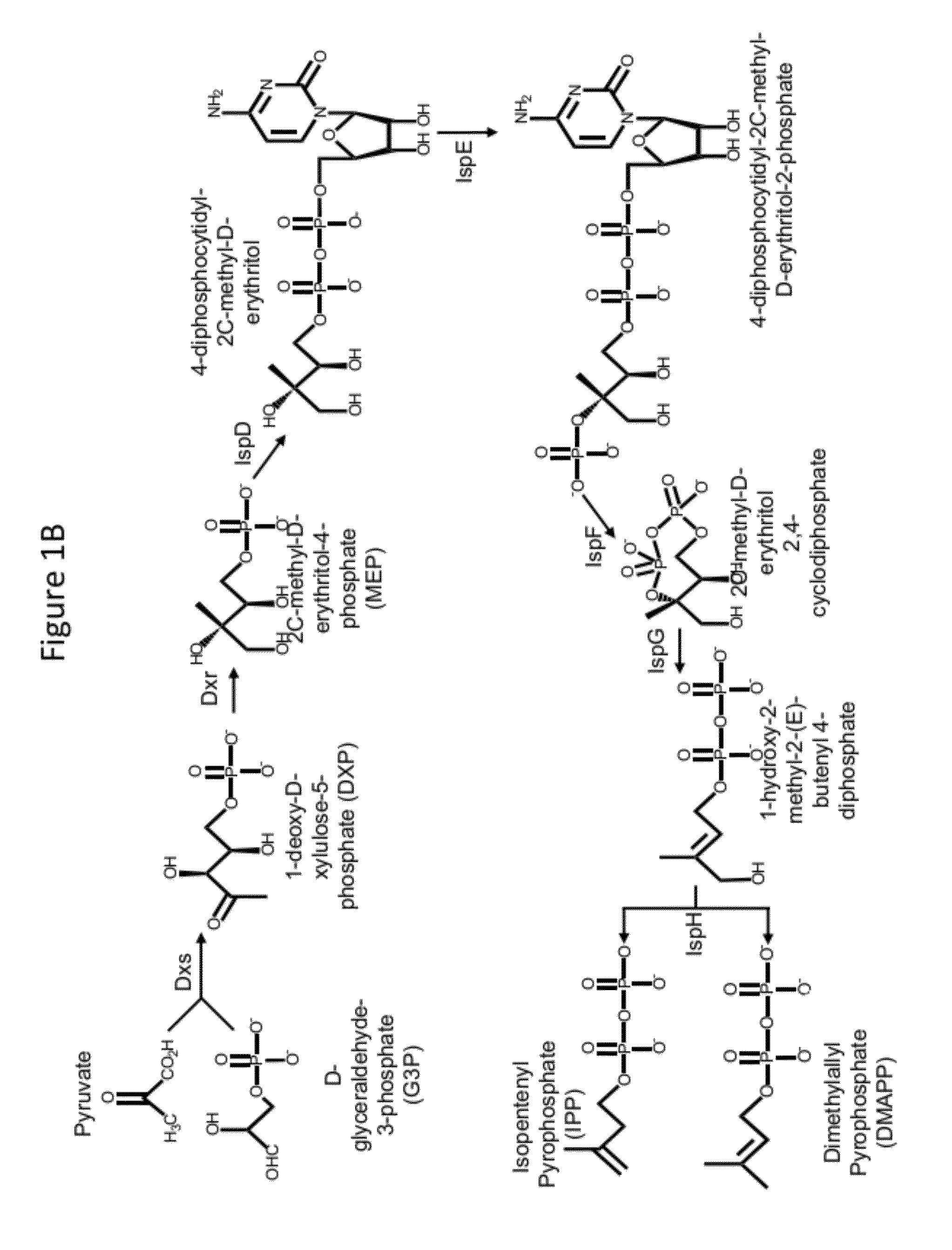 Gel-encapsulated microcolony screening