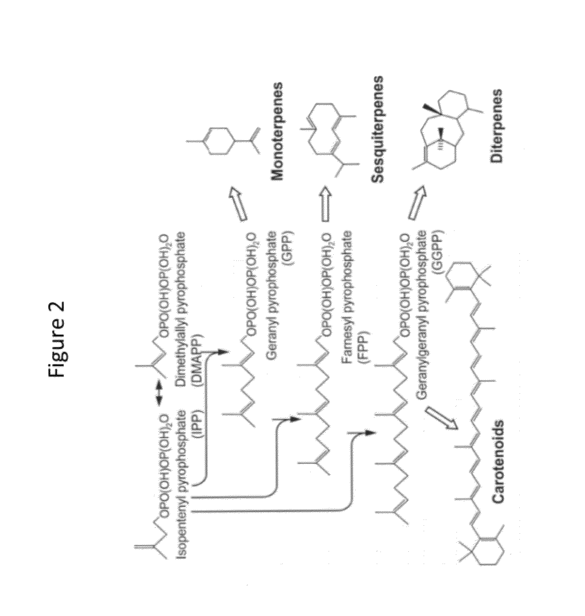 Gel-encapsulated microcolony screening