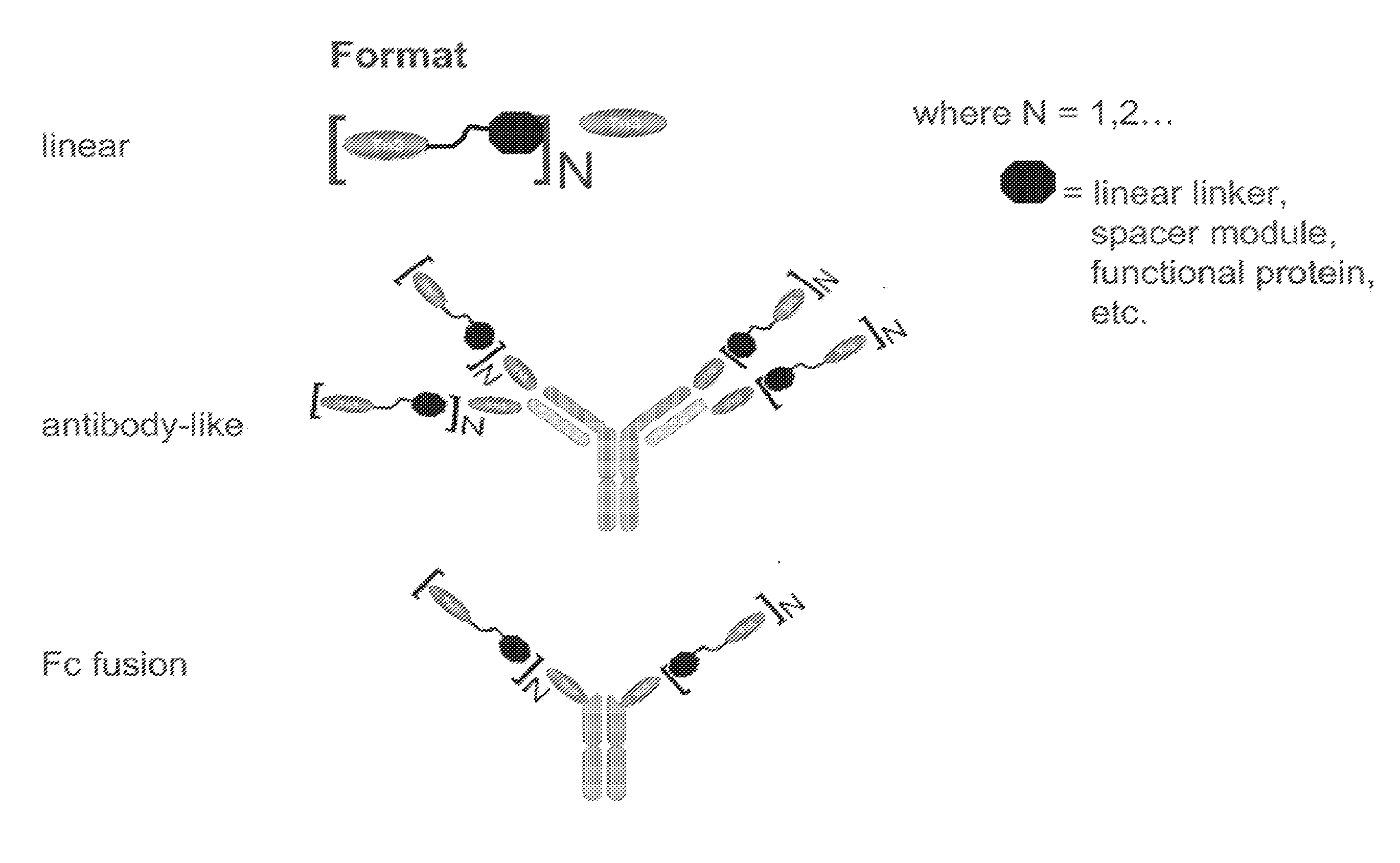 Trail r2-specific multimeric scaffolds