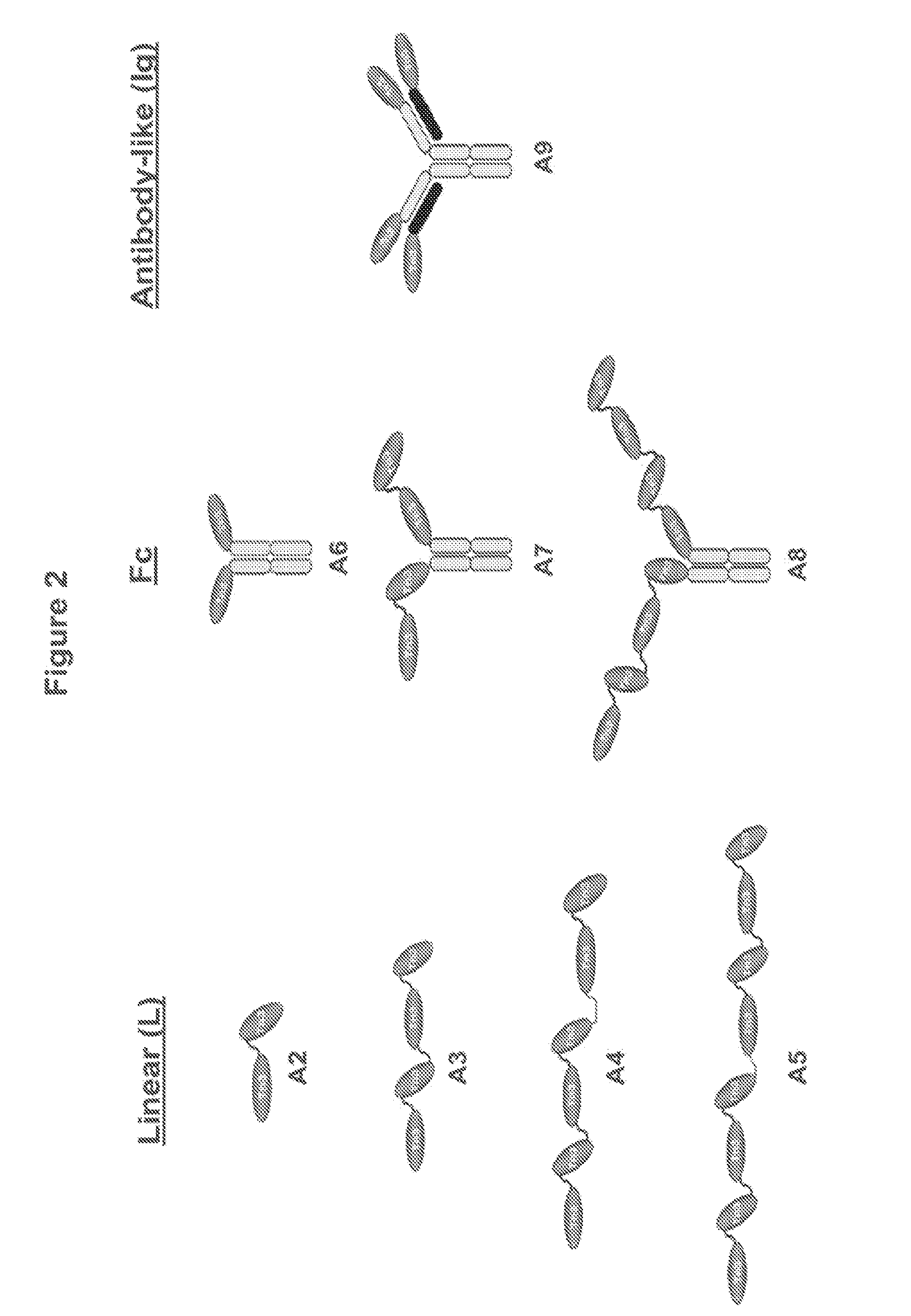 Trail r2-specific multimeric scaffolds