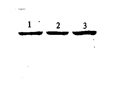 Mutant Taq enzyme and preparation method thereof