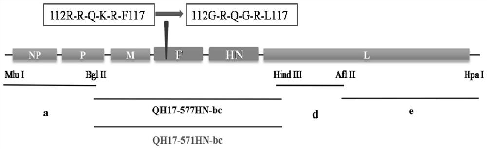 A kind of Newcastle disease virus recombinant vaccine strain of pigeon origin and its construction method and application