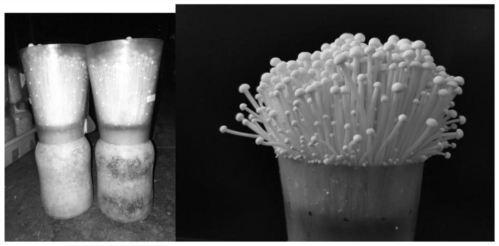 Industrialized bottle cultivation method for flammulina velutipes with good shape and preservation performance