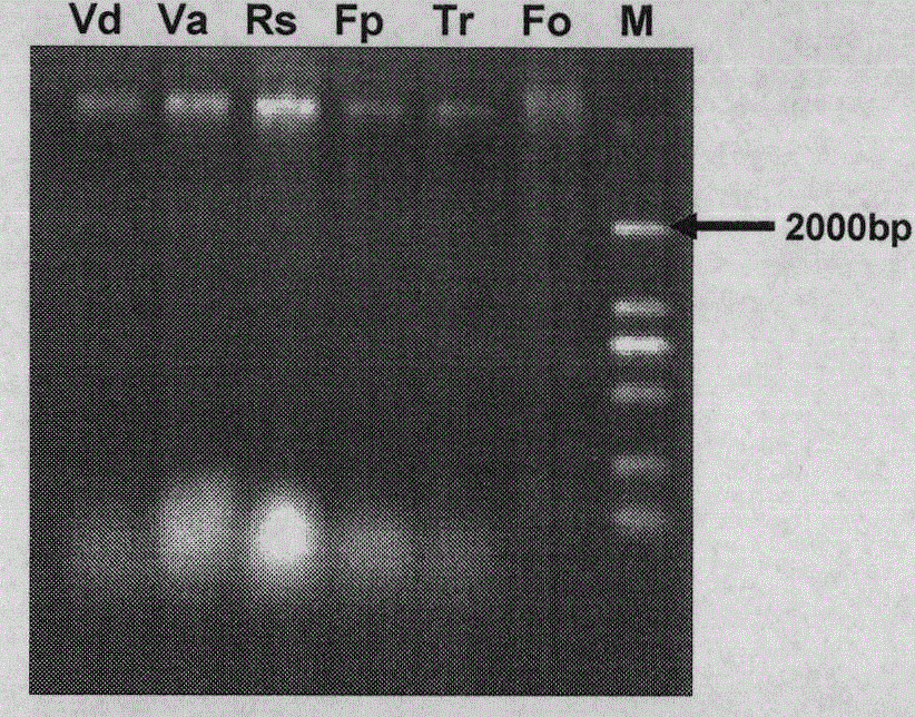 A rapid identification method of its-rflp, the main pathogenic fungus of cotton