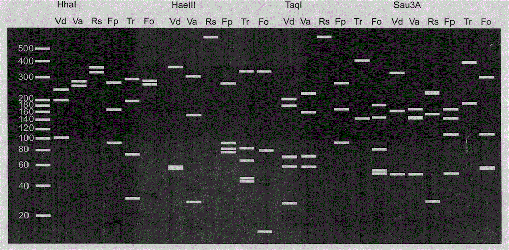 A rapid identification method of its-rflp, the main pathogenic fungus of cotton