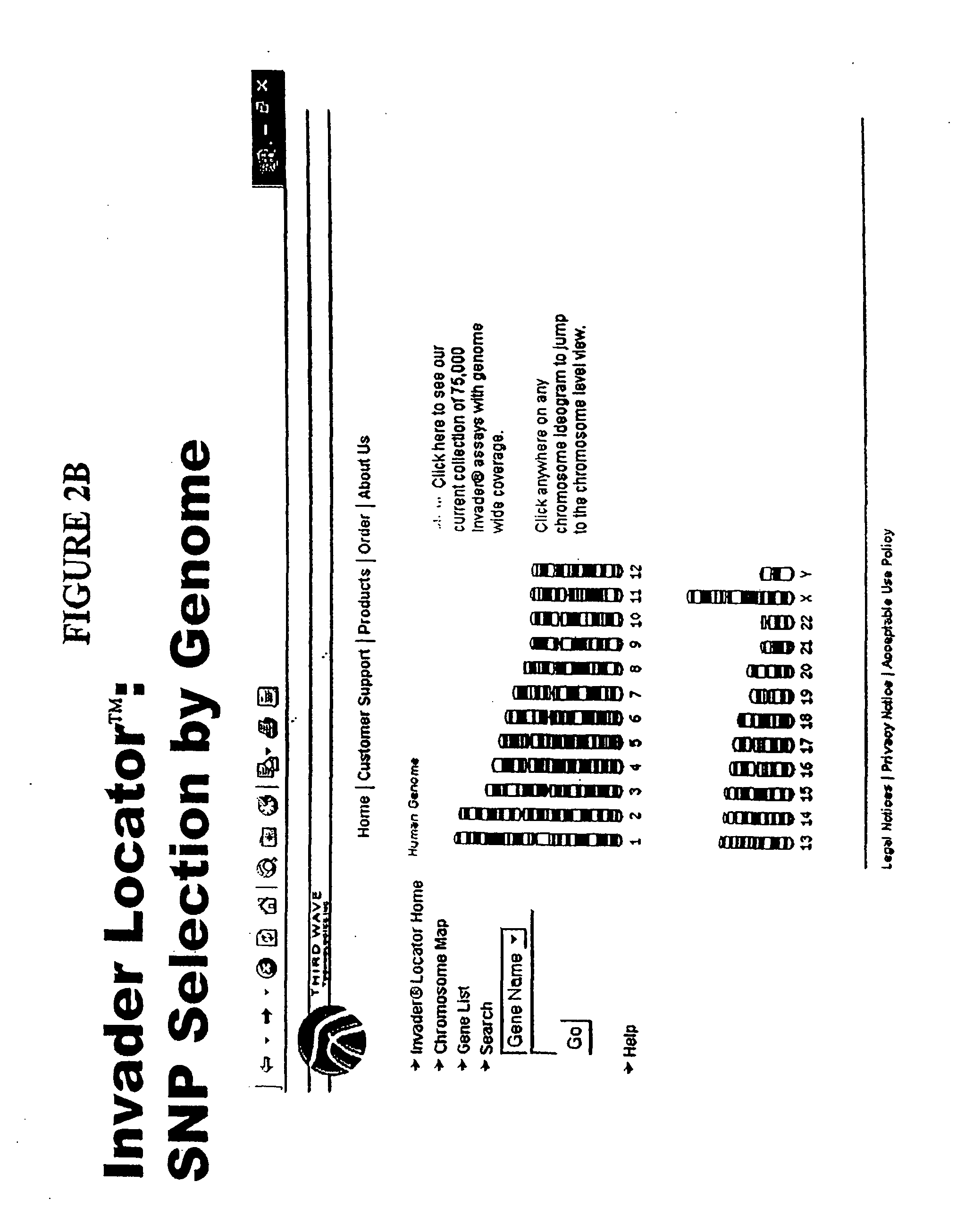 Nucleic acid detection assays