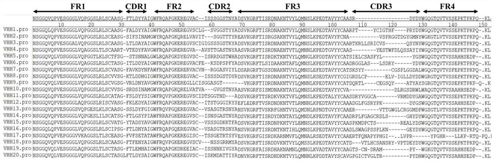 A nanobody molecule targeting dendritic cells and its application