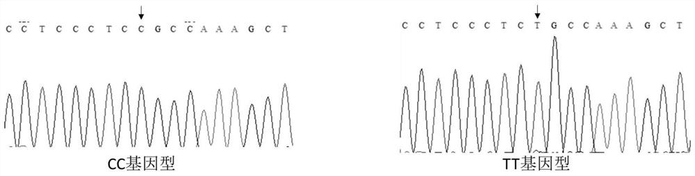 A method for identifying the size of muscle fiber density of pigs and the primer pair used therefor