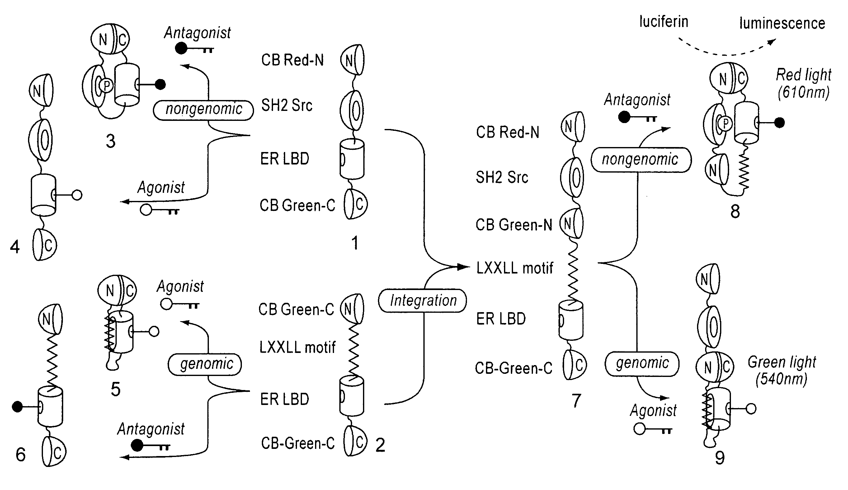 Multicolor bioluminescent visualization probe set, or single-molecule-format multicolor bioluminescent visualization probe