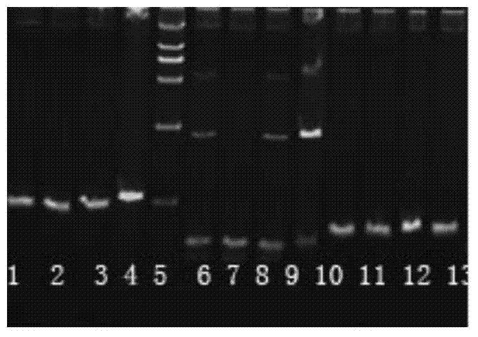 A SNP marker related to glycogen content traits of long oyster and its application