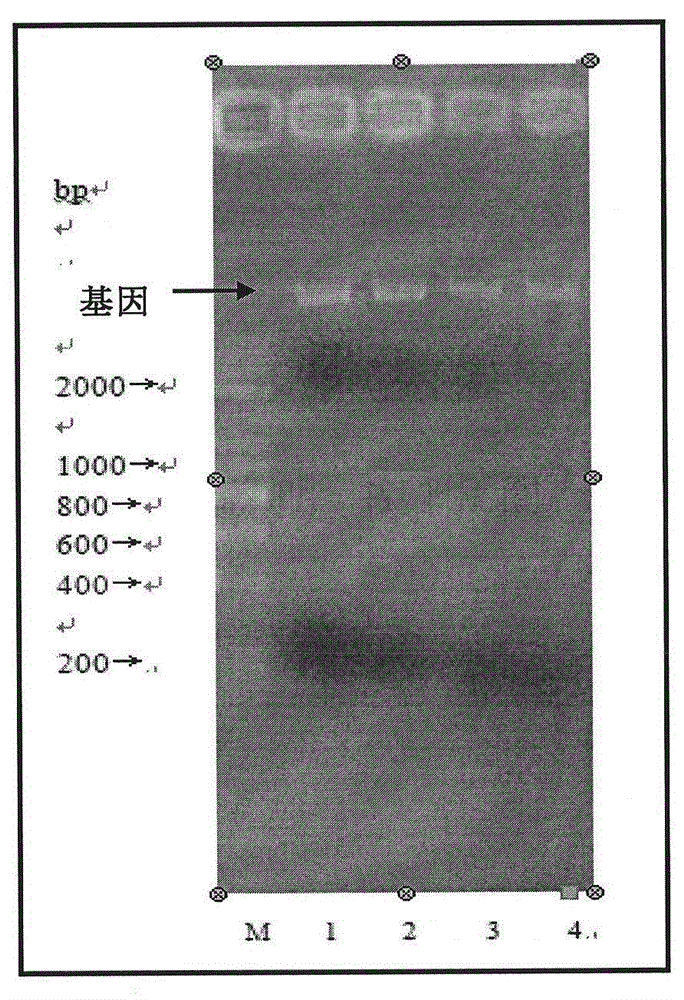 Xylanase gene derived from streptomyces chartreusis and xylanase thereof