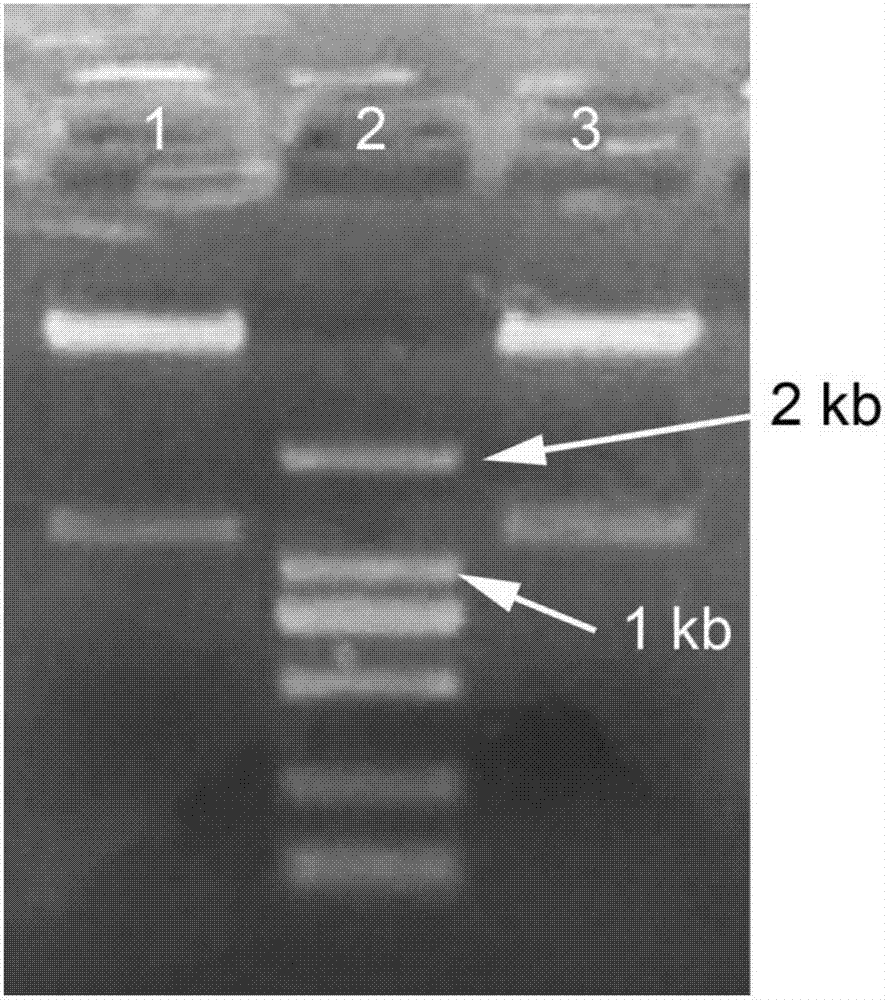 Method for synthesizing L-2-aminobutyric acid by enzymatic method