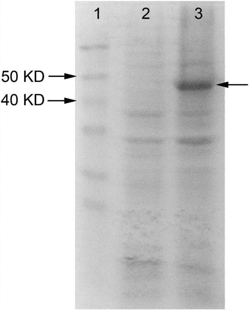 Method for synthesizing L-2-aminobutyric acid by enzymatic method