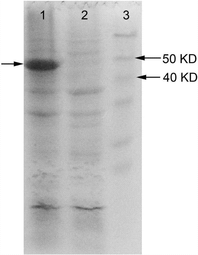 Method for synthesizing L-2-aminobutyric acid by enzymatic method