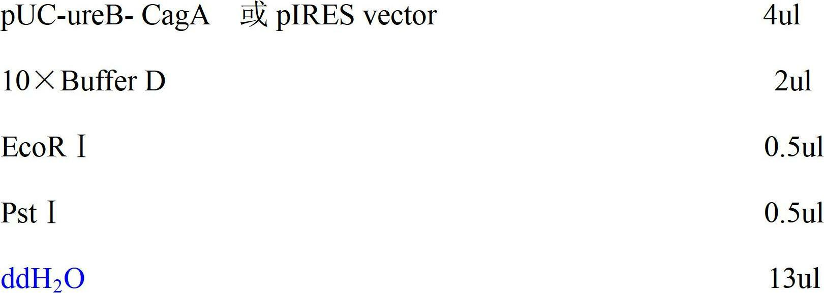 Preparation process for gene vaccines containing UreB and CagA protein of helicobacter pylori