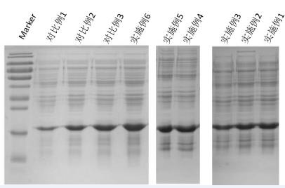 A method for large-scale fermentation of ferritin