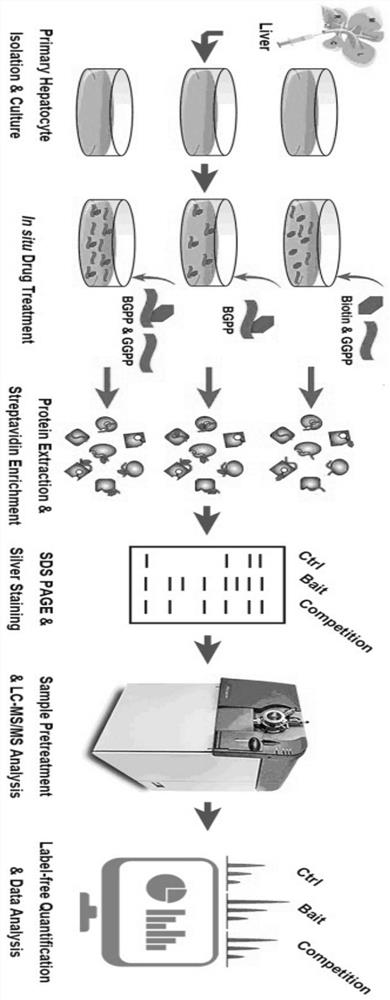 Application of GGPP combined and allosteric activated human FBP1 in preparation of medicine for resisting hepatocellular carcinoma