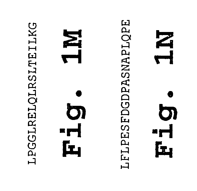 Chorionic gonadotropin DNA vaccines and methods